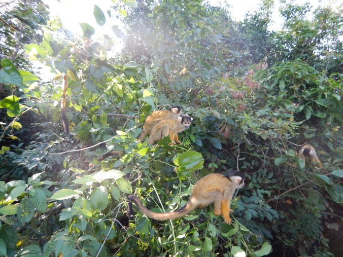Des singes dans la pampa bolivienne