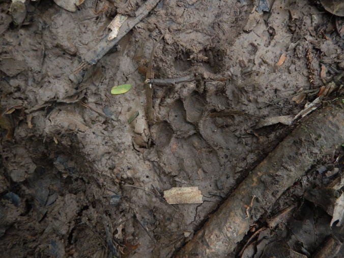 Empreinte de puma dans la jungle