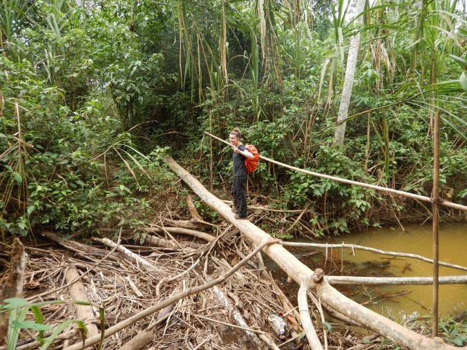 Traversée de cours d'eau dans la jungle