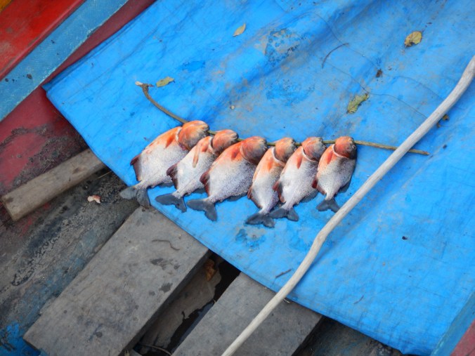Pêche aux piranhas dans la pampa