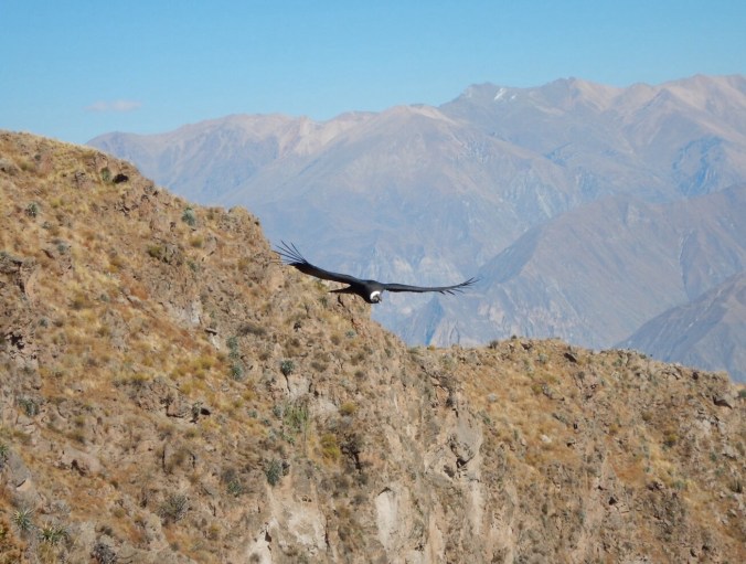 Condor - Canyon del Colca