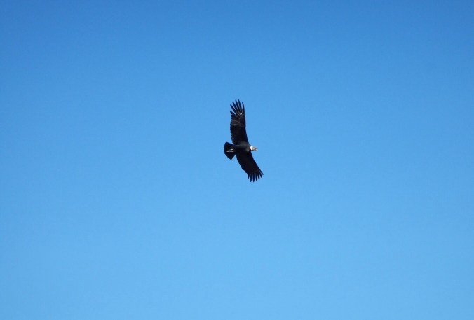 Condor - Canyon del Colca