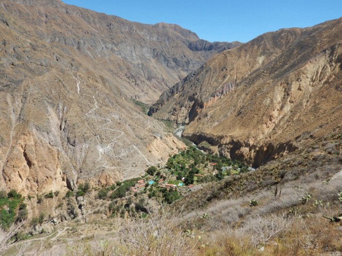 Oasis - Canyon del Colca