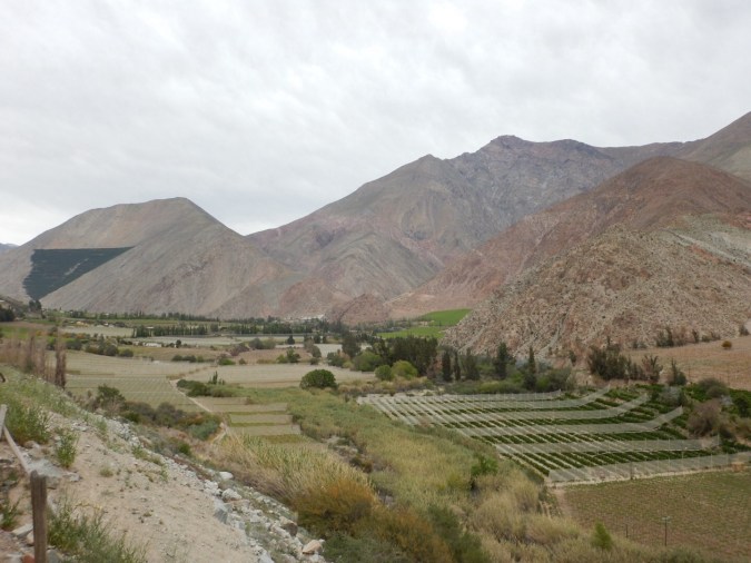 Vignes - Vallée de l'Elqui